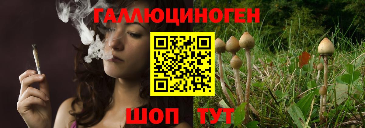 Галлюциногенные грибы Psilocybe  Псилоцибиновые грибы мицелий  Вход с VPN  Бийск 